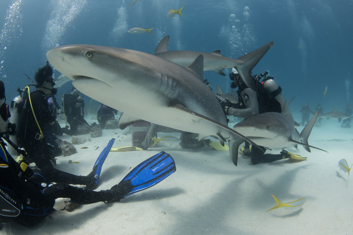 PADI 开放水域潜水员全套课程｜PADI OPEN WATER DIVER COURSE OPEN WATER FULL COURSE