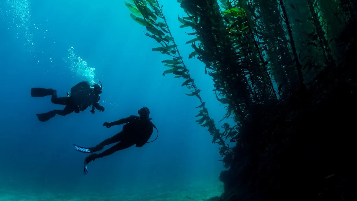 PADI Elearning - Deep Diver